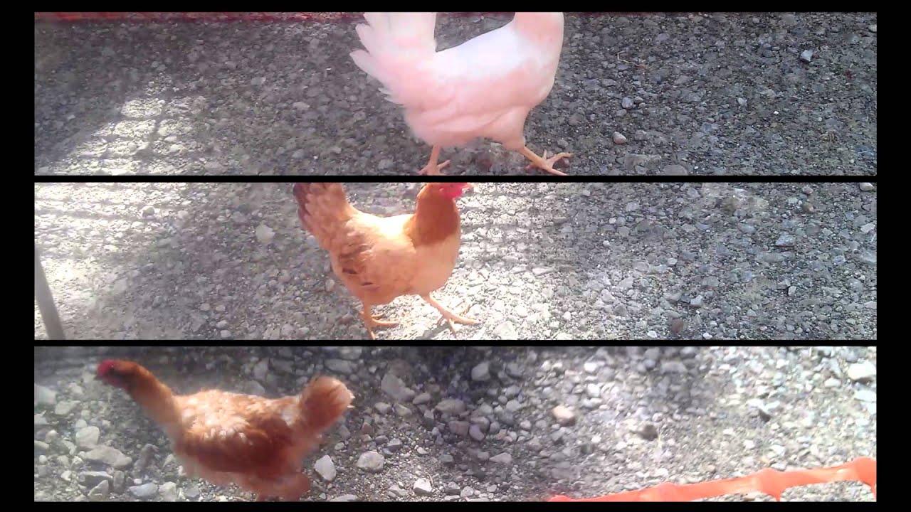 Hen Racing World Championship: Bonsall, Derbyshire