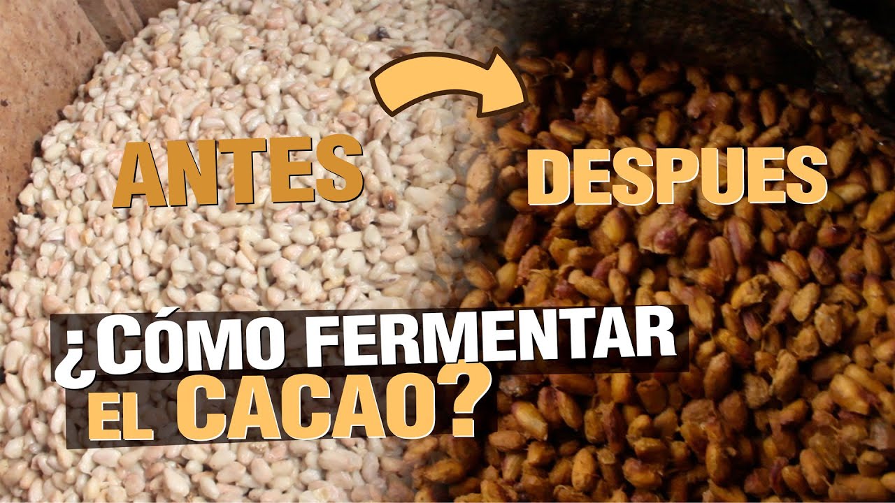 CACAO de Fino Aroma - Fermentación Paso a Paso 🍫