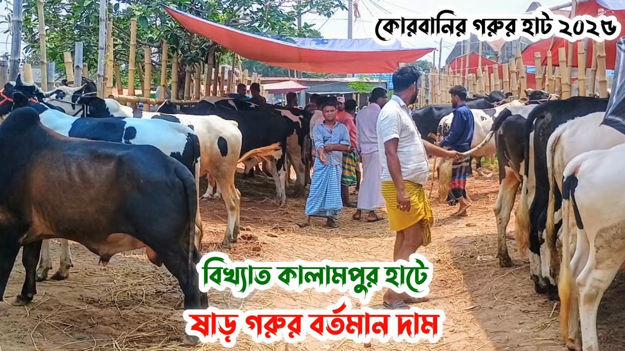 বিখ্যাত কালামপুর হাটে বর্তমানে ষাড় গরুর দাম | কোরবানির গরুর হাট - ২০২৫ | Gorur Hat 2025