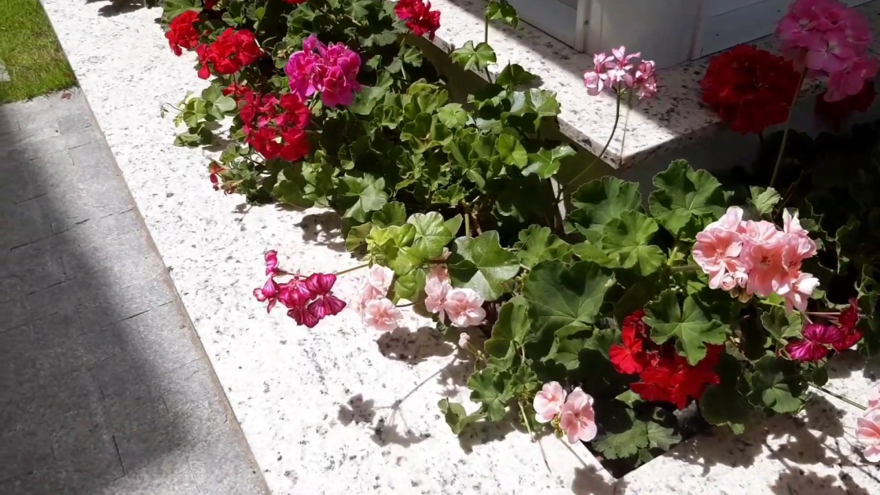 Ger&acirc;nio uma Planta Perene