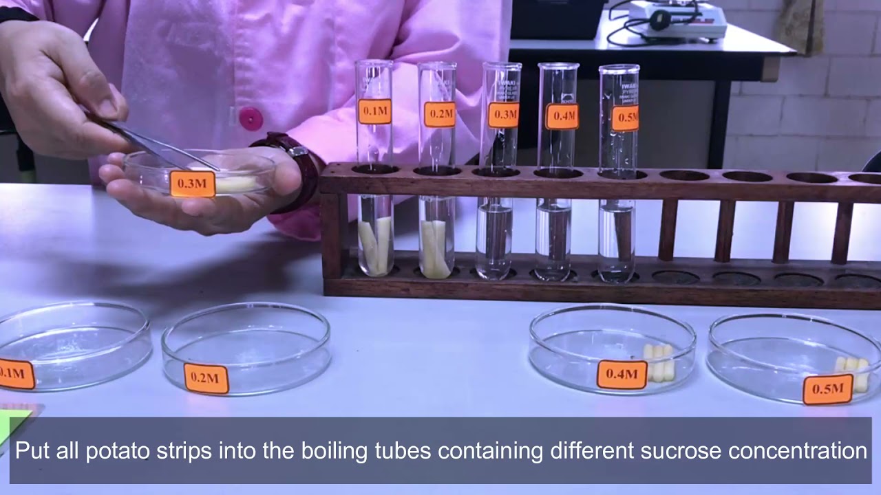 Experiment 4 Transport across membrane