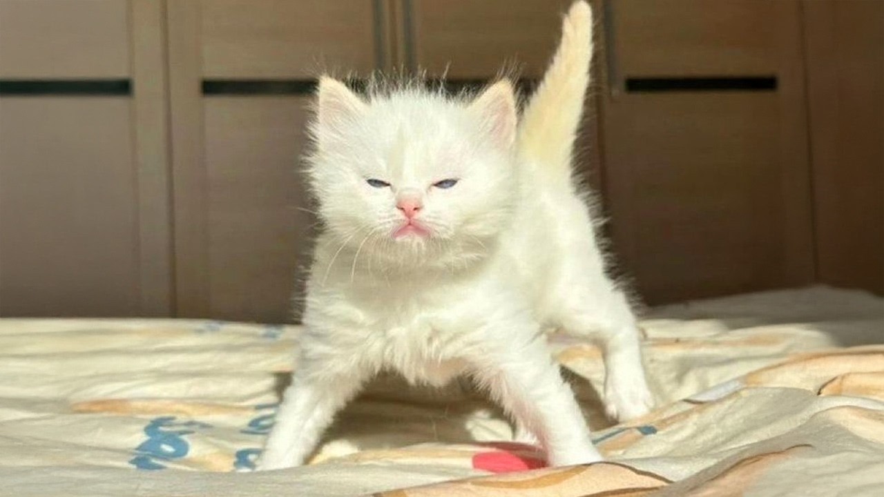 These Tiny Kittens Are Hilarious 😂 You’ll Lose It
