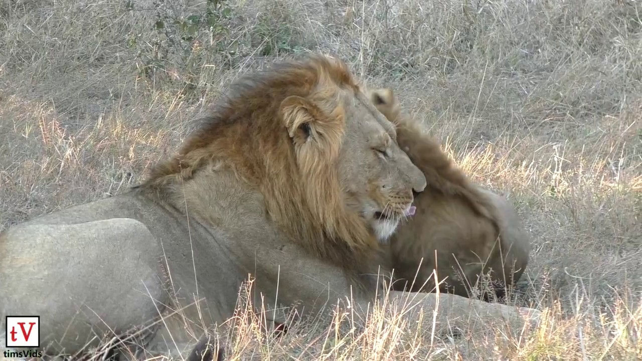 Lion brothers greet each other and mark territory - Savuti NP, Botswana