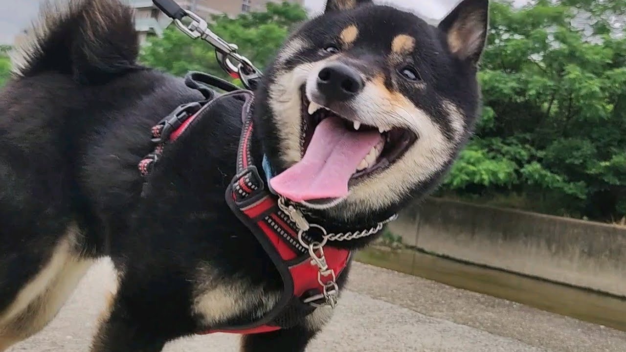私はこれで柴犬の引っ張り癖を直しました【黒柴犬】【豆柴】【shiba inu】【犬 しつけ】【リーダーウォーク】