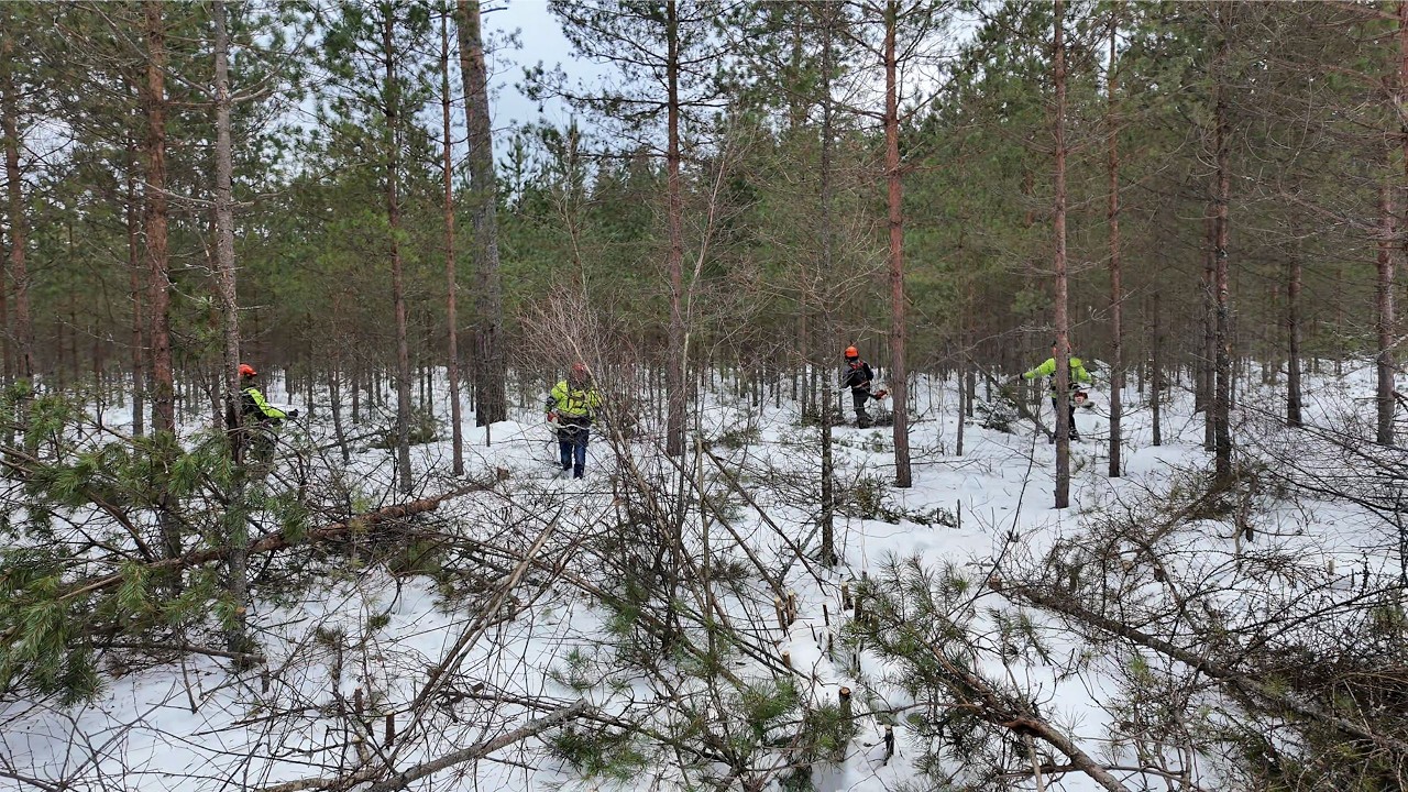 Final Thinning of the 8-Meter Pine