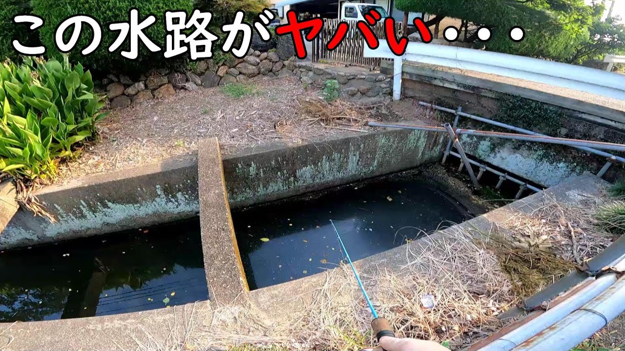 この水路にいてはいけない魚が・・・
