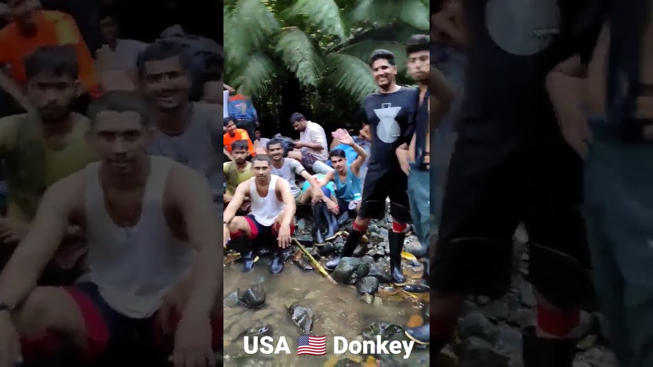 USA 🇺🇸 Donkey| Panama Jungle| Latest Video | Donkey 2022 