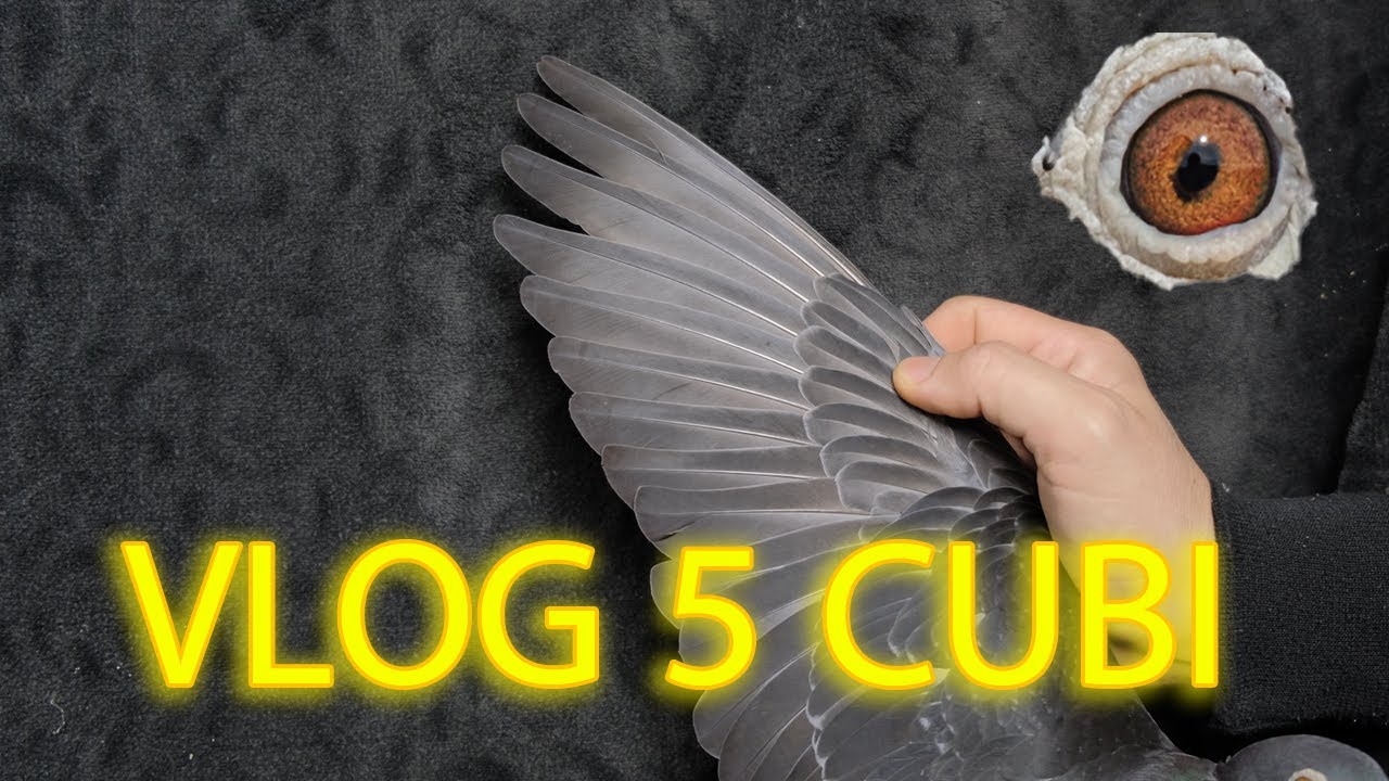 Vlog5 PIGEON CUBI  سلالة أبطال المراطون الذهب الأسود