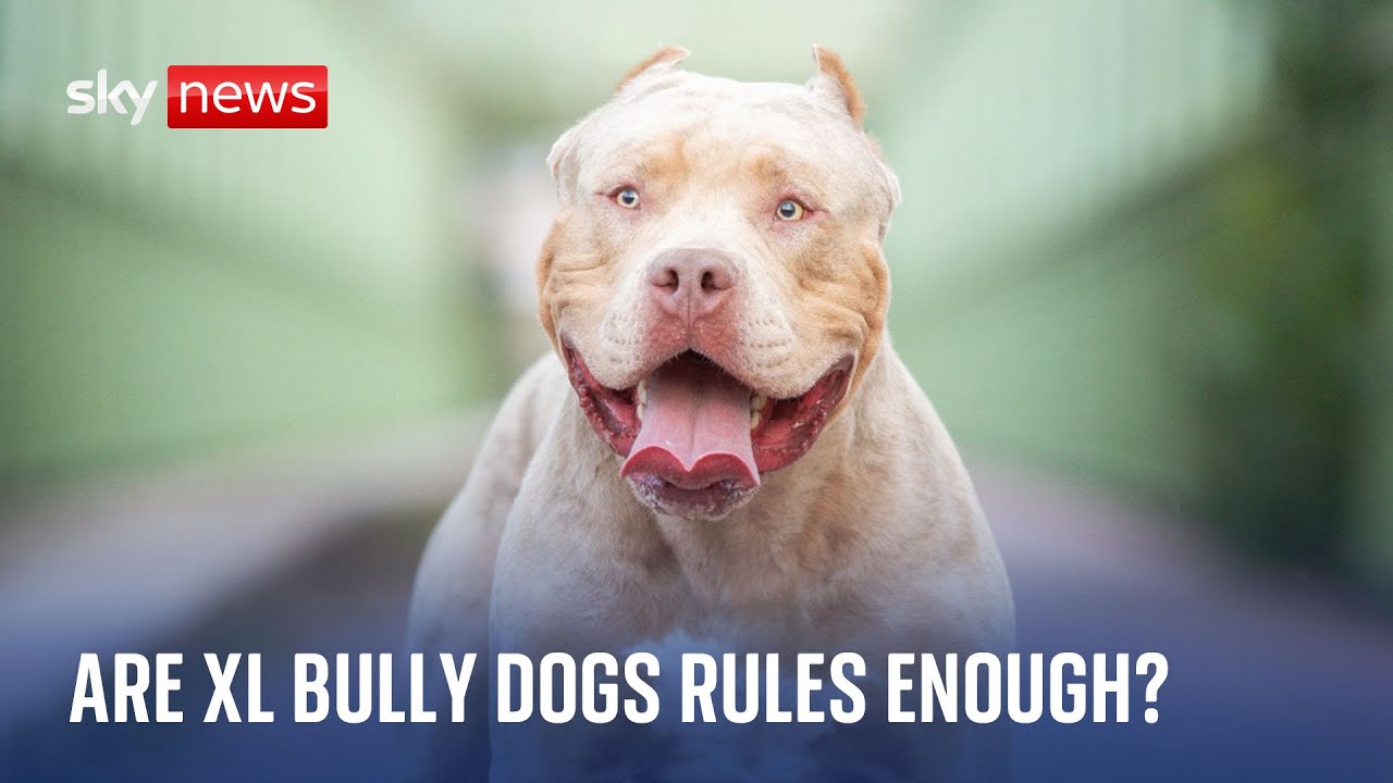 New rules come in for XL bully dogs  - but are they enough?