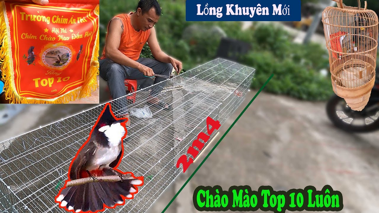 CHƠI LỚN || Mua Chim Chào Mào Giàn Có Top Và Lồng Lực Dài 2m4// Chiến Ơi