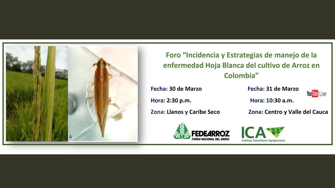 FORO: Incidencia y Estrategias de manejo de la Hoja Blanca del cultivo de Arroz