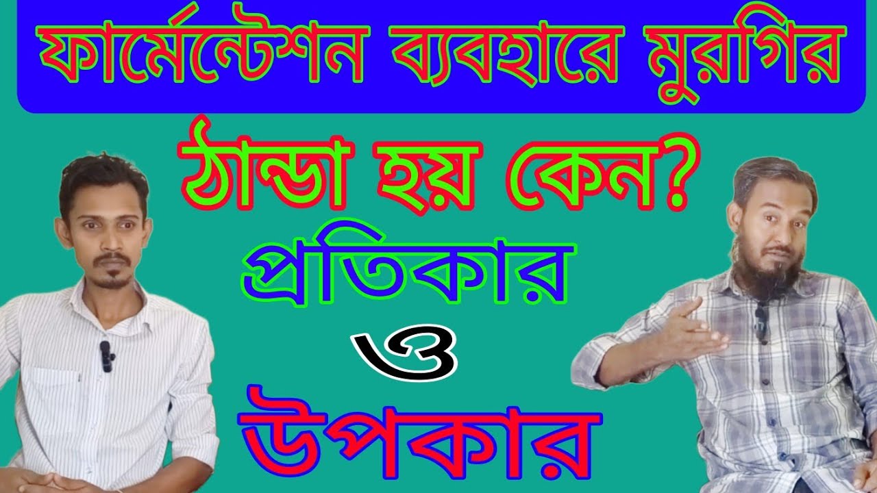 ফার্মেন্টেশন ব্যবহারে মুরগির ঠান্ডা হয় কেন? প্রতিকার এবং উপকার।