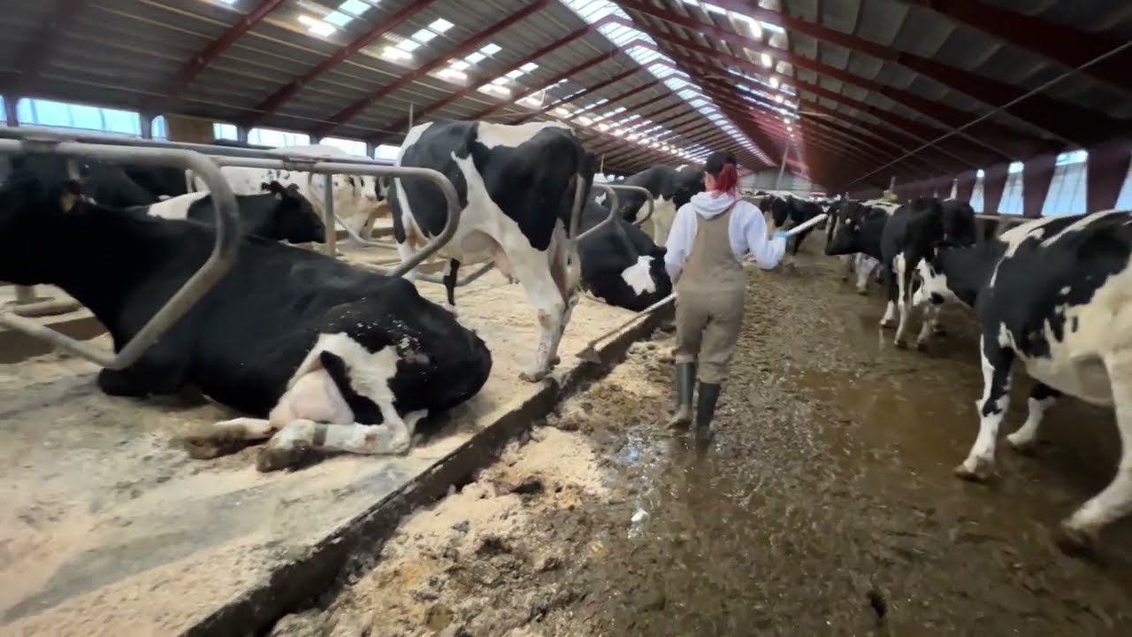 Working on a modern farm in Denmark | A girl cleans manure on a farm | Farm Equipment