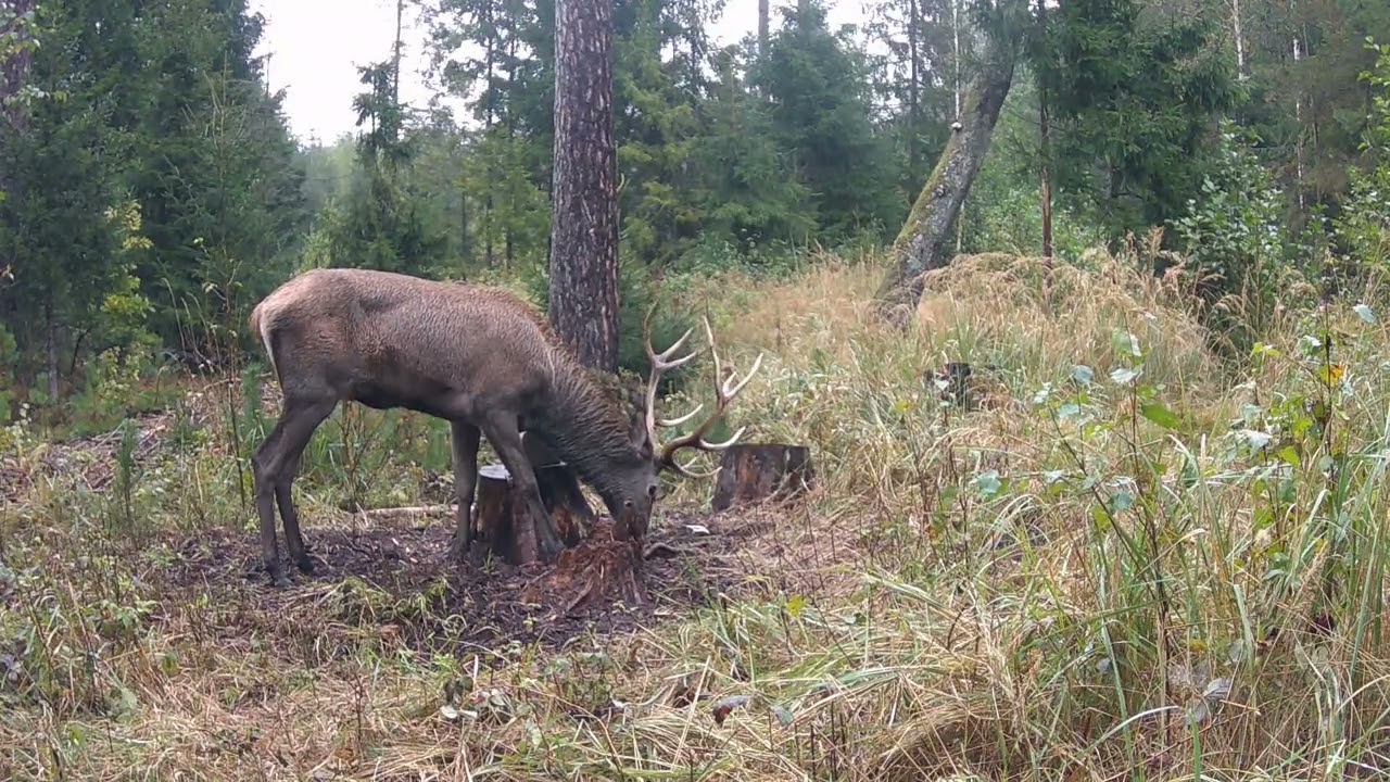Taurusis elnias mėgaujasi druska