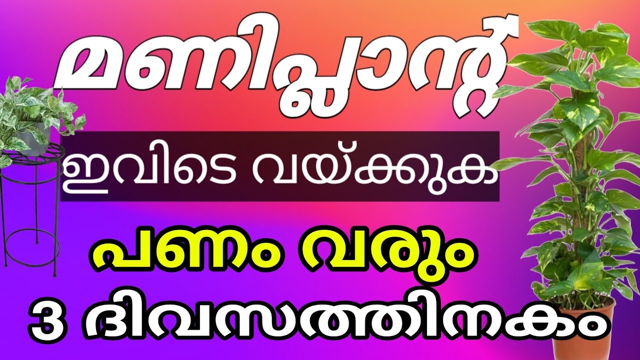 മണിപ്ലാന്റ് ഇങ്ങനെ വച്ചവരൊക്കെ പണക്കാരായിട്ടുണ്ട് , വലിയ അത്ഭുതം money plant ☘️
