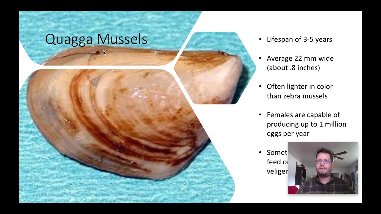 Invasive Species Profile  Dreissenid Mussels