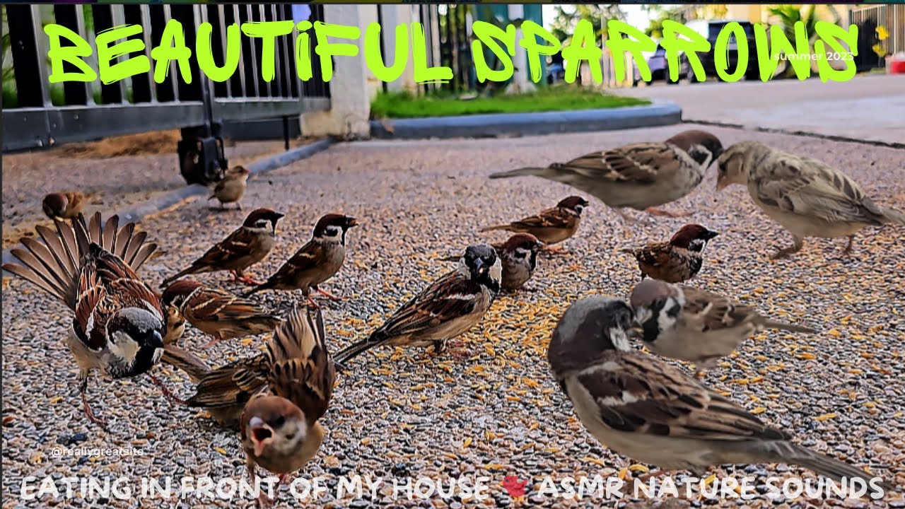 Beautiful Sparrows Eating in front of my house 🐦 ASMR Nature Sounds