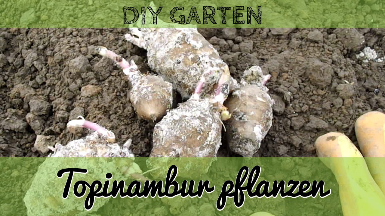 Topinambur pflanzen - Anbau von Topinambur im eigenen Garten