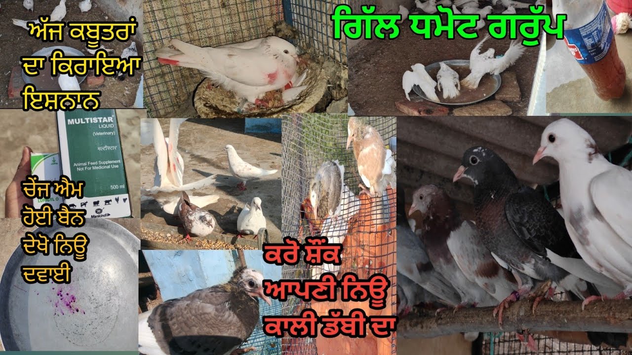 # ਗਿੱਲ ਧਮੋਟ ਗਰੁੱਪ ਬਲੋਗ