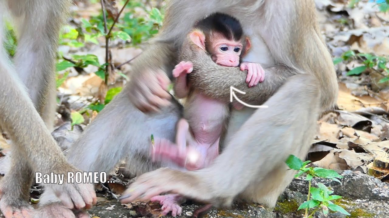 Tiny baby monkey ROMEO really wants to walk on the first step on ground but MaMa ROSITA rejected