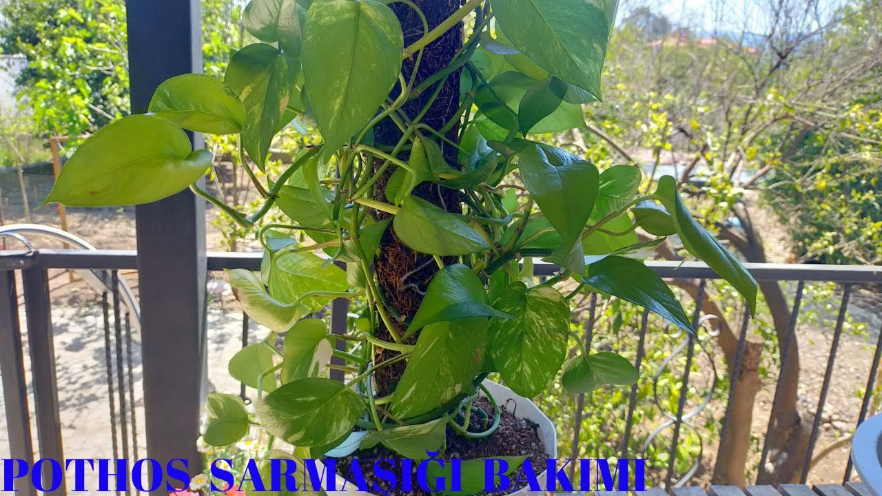 Pothos Sarmaşığı Saksı Değişimi ve Bakımı
