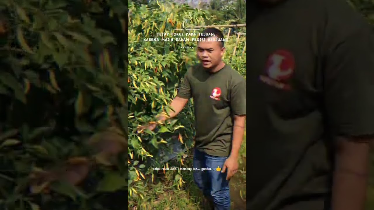 Cabai rawit tahan virus SAKTI