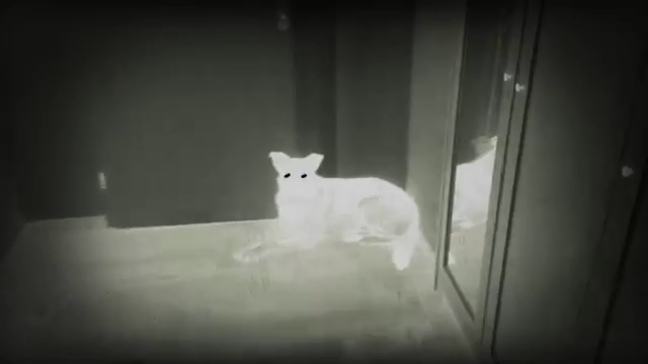 Lustiger horror hund