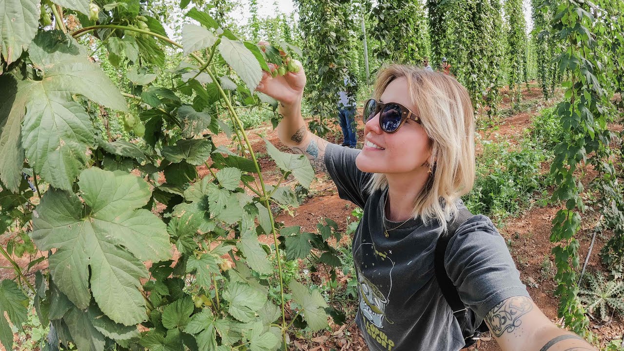 Visitando a fazenda de lúpulos DALCIN