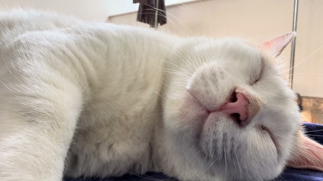 Cat Taking a Nap - ASMR 4K Video