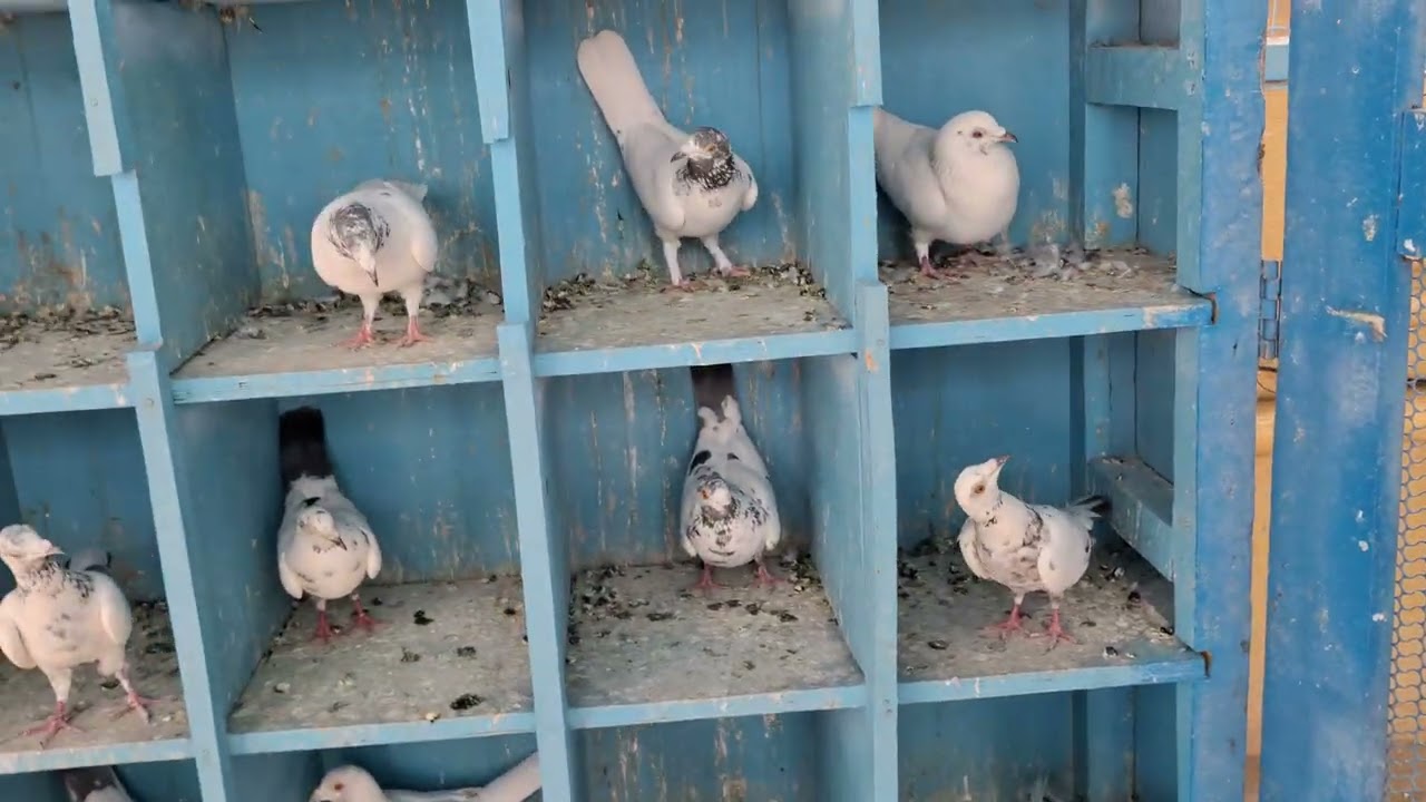 Branded 🕊️कबूतर पंढरपूर 🕊️ व्हिडिओ पूर्ण बघा 😎🙏