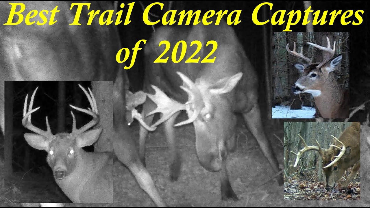 Best Trail Camera Captures of 2022 (Ottawa, Ontario - Canada) Larose Forest