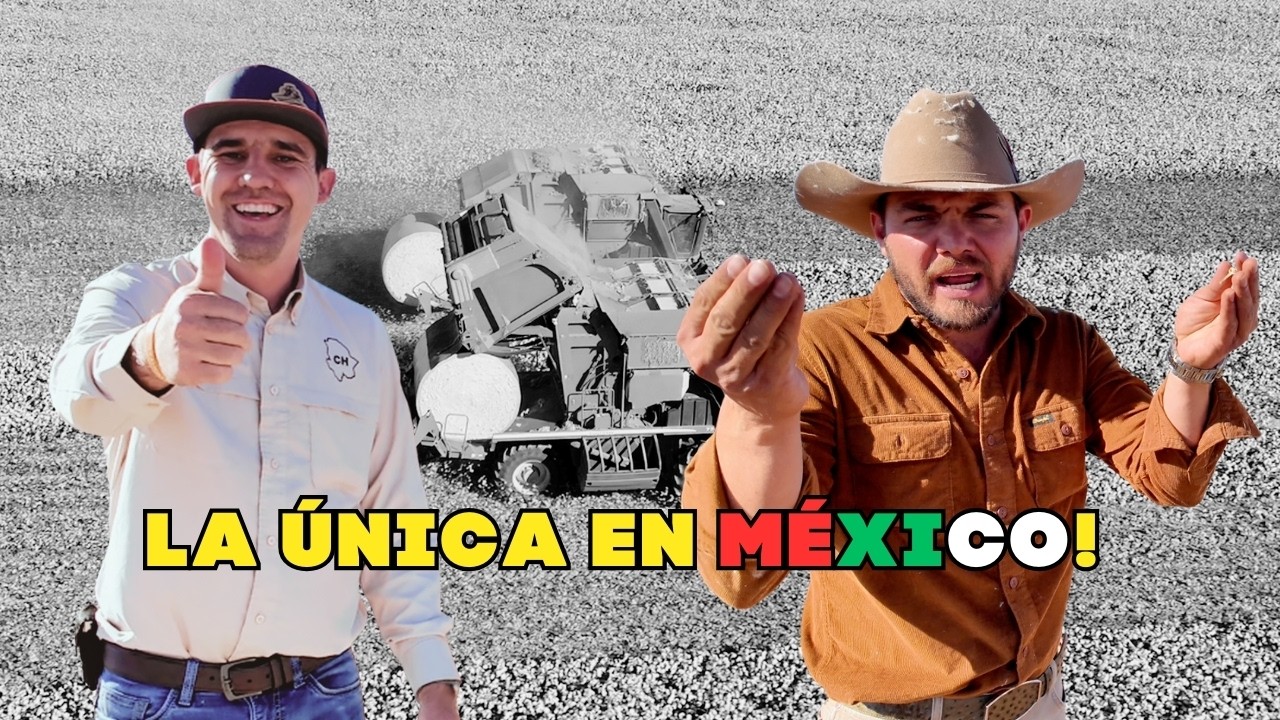 Así se Cosecha el Algodón Pima en México | 2 John Deere 7760 en Acción