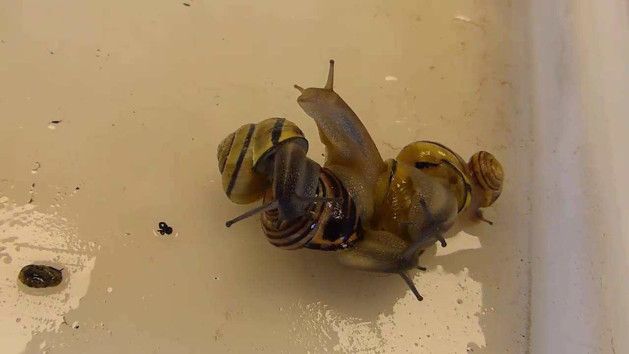 Tips from Jeff and Cindy about Creating a Snail Habitat