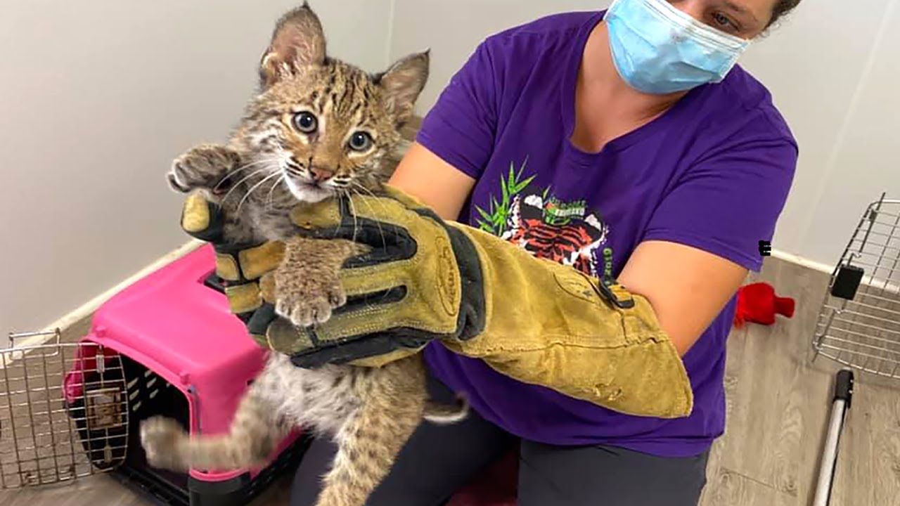 Bobcat Kitten VS Toys