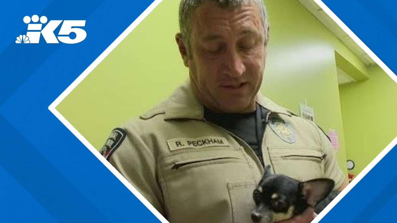 Over 100 dogs rescued from Auburn home in 'historic' operation