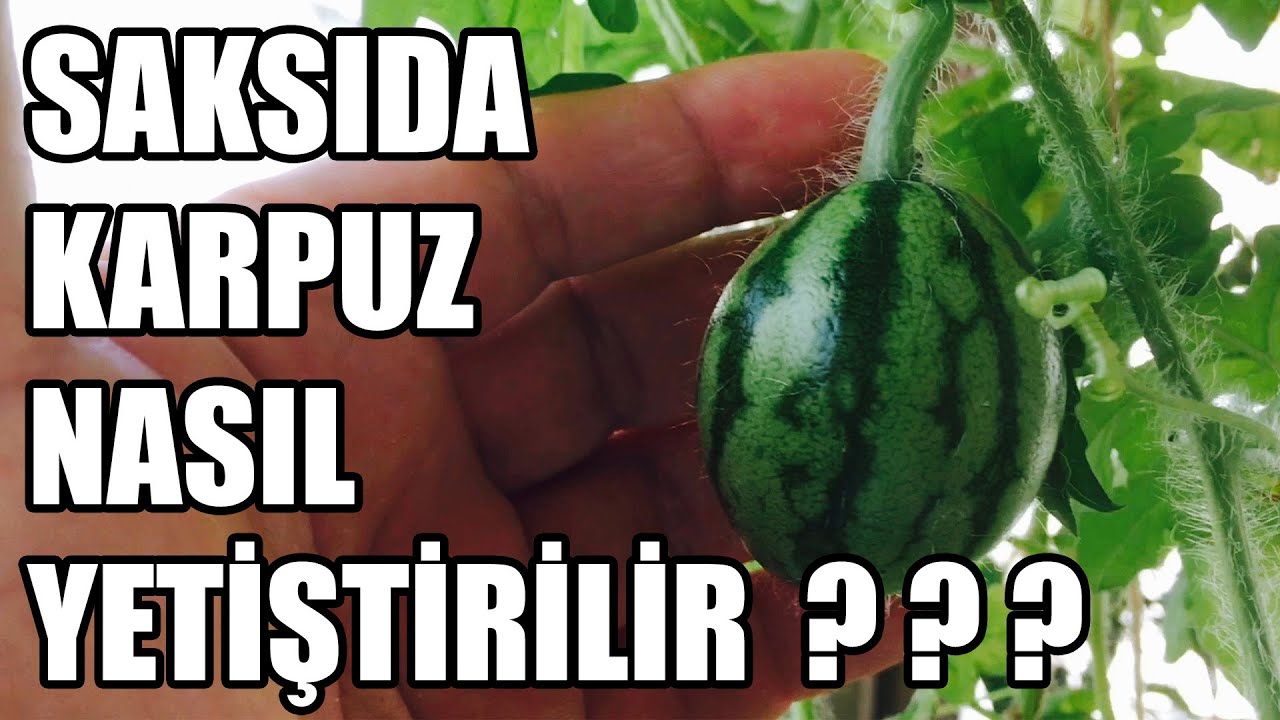 Evde | Saksıda Karpuz Nasıl Yetiştirilir | Çimlendirme | Tozlaşma | Sulama | Tüm Detayları İle