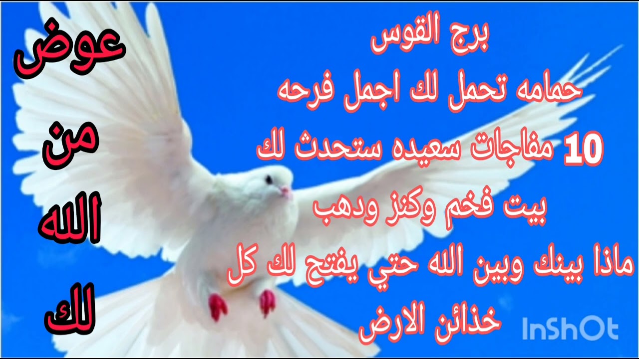 برج القوس 29 اغسطس2025//حمامه تحمل لك اجمل فرحه//ماذا بينك وبين الله حتي يفتح لك كل خذائن الارض 