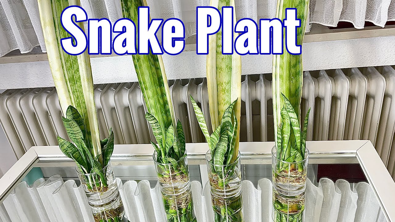 Snake Plant Propagation by Leaf Cuttings in Water