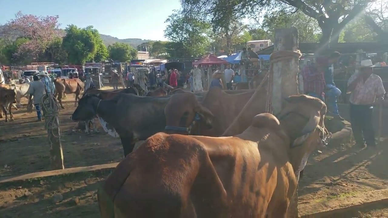 Tiangue de Nueva Guadalupe, San Miguel, El Salvador, miércoles 18 de marzo 2026