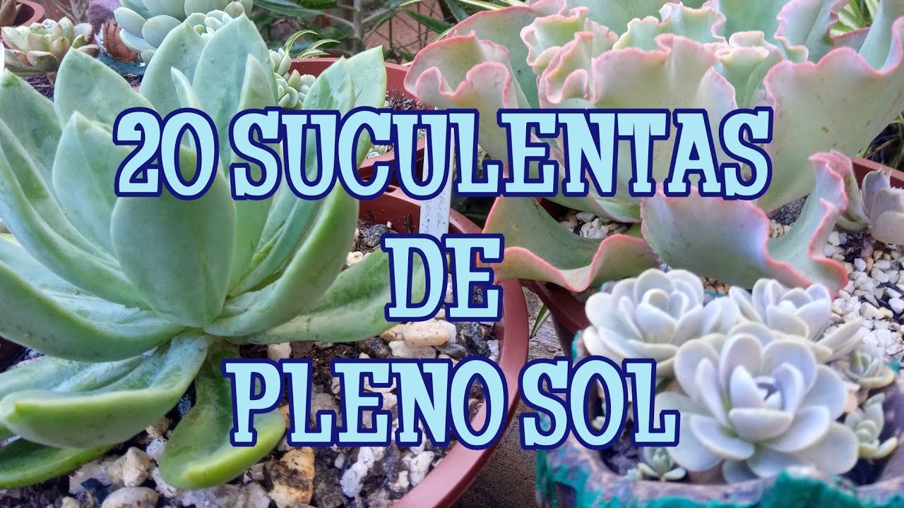 20 suculentas de pleno sol
