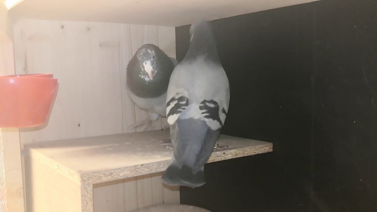 Pigeon pairing 275  x 545