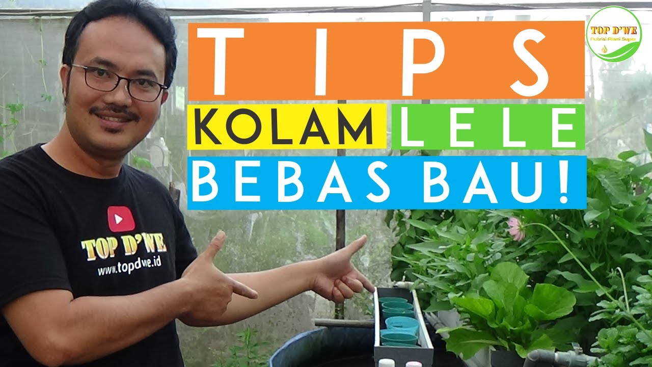 RAHASIA KOLAM LELE BEBAS BAU BEBAS GANTI AIR  | TUTORIAL AQUAPONIK