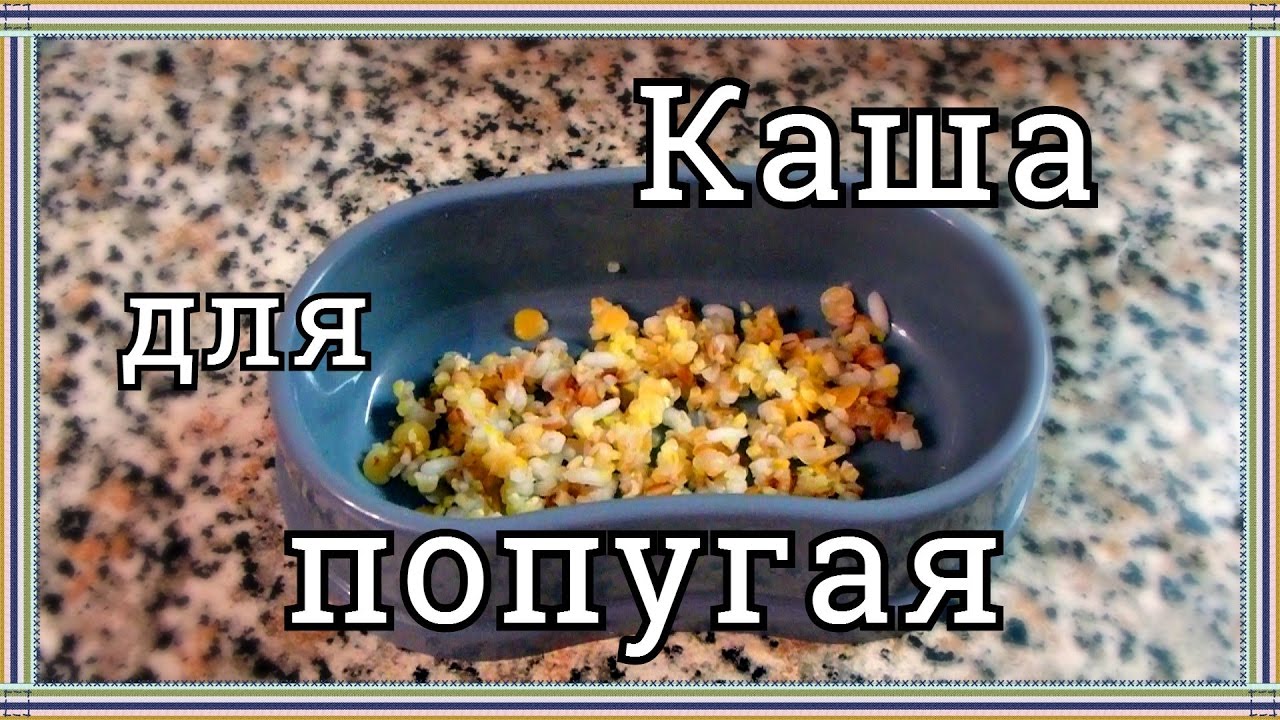 Как ЛЕГКО приготовить полезную кашу для попугая. КАША ДЛЯ ПОПУГАЯ.
