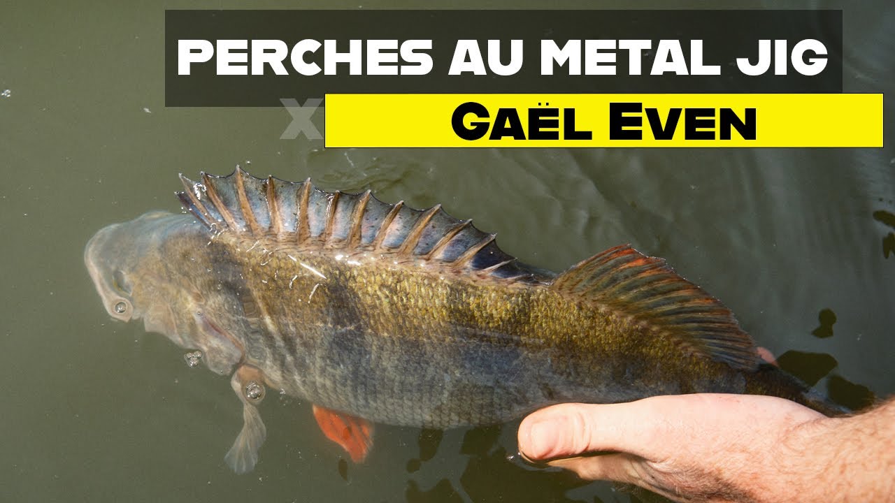 Pêche de la perche au jigs métalliques : les conseils de Gaël Even
