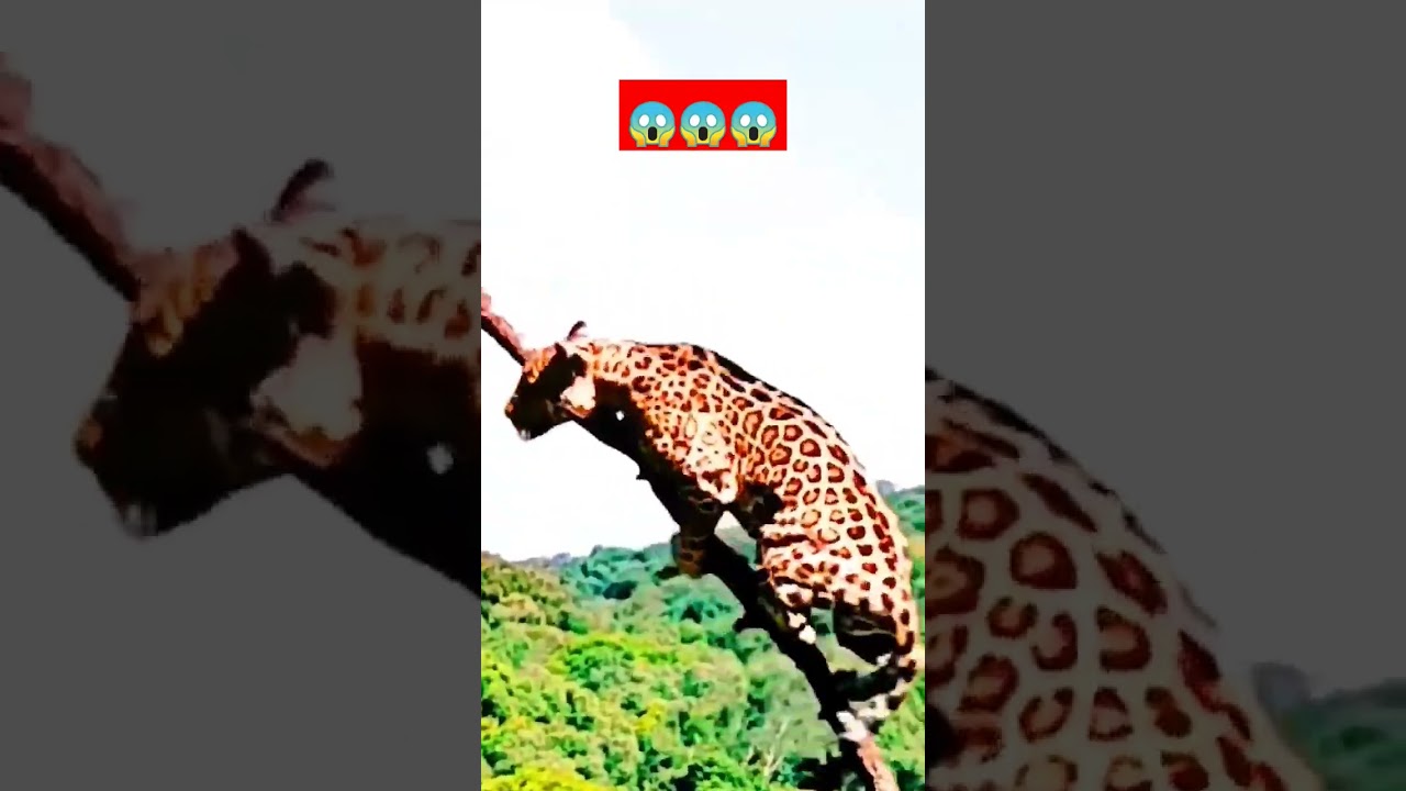 finally it hunted 😱😱 #animals #bushcraft #firewood #naturecamping #cat #wood #camping #bushcrafter