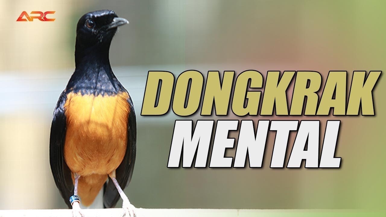 MURAI GACOR ‼️MATERI MEWAH GAYA KUDA HITAM SIAP PANCING EMOSI