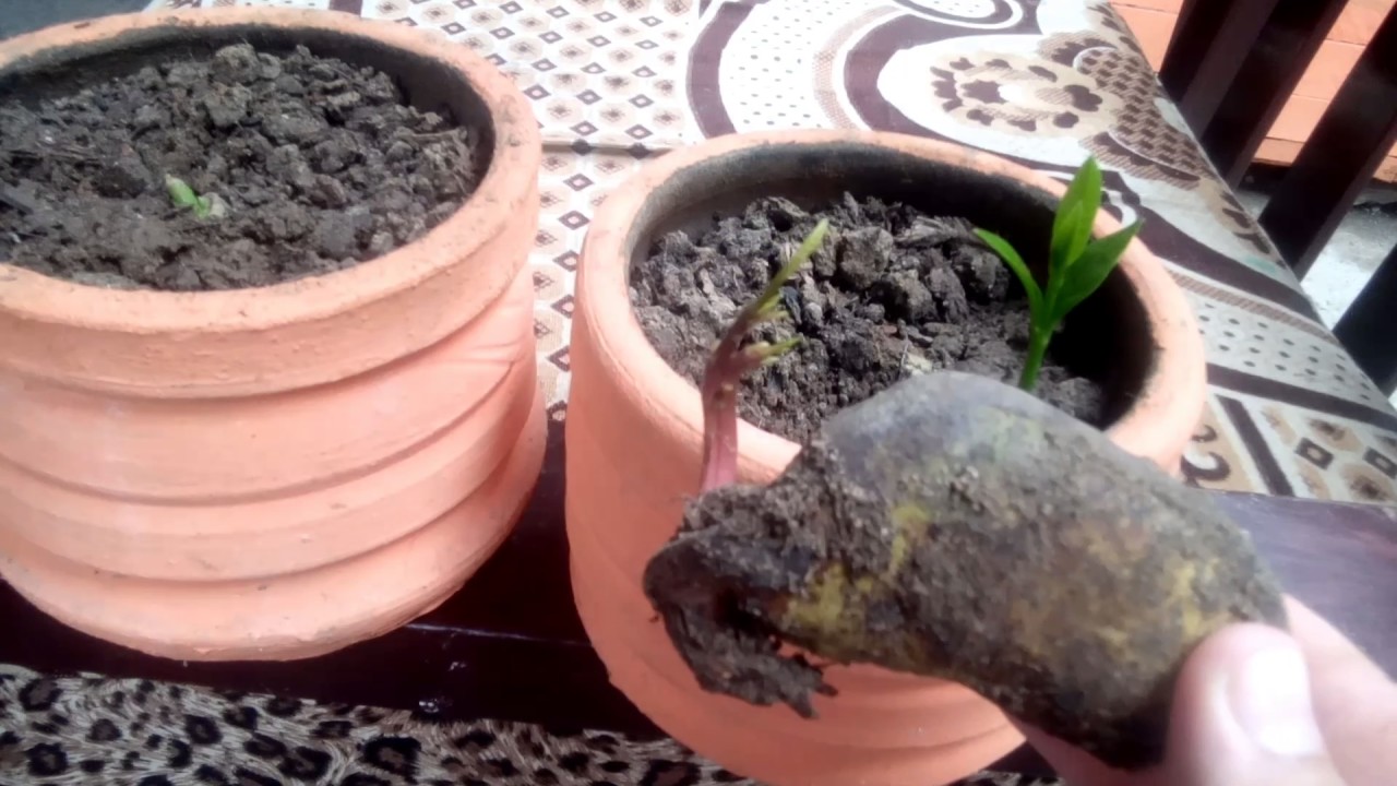 Crecimiento semillas de lúcuma