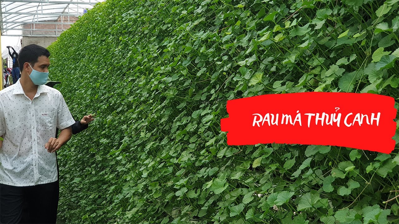 Trồng Rau Má Thủy Canh - Kỹ thuật trồng rau má thủy canh hiệu quả cao - Mô hình độc lạ nhất Việt Nam