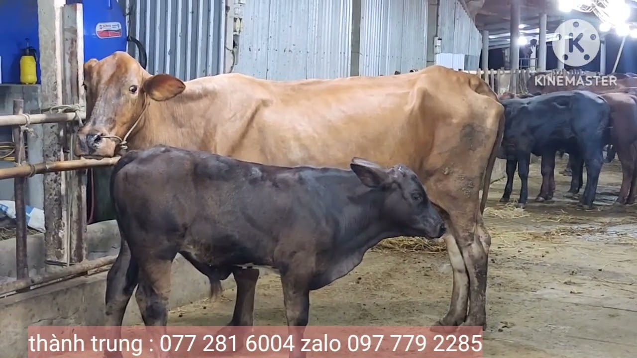 14 _ 3 _ 2026 _ trại bò thành trung 2  _ về bò đực  mẹ con LH  0977792285