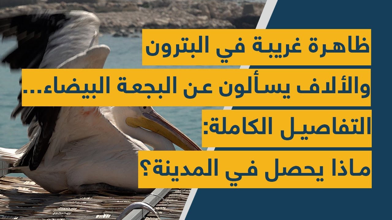 ظاهرة غريبة في البترون والألاف يسألون عن البجعة البيضاء... التفاصيل الكاملة: ماذا يحصل في المدينة؟
